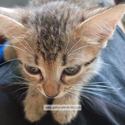 Foto 1/1 Sersi Chat perdido en Maracaibo