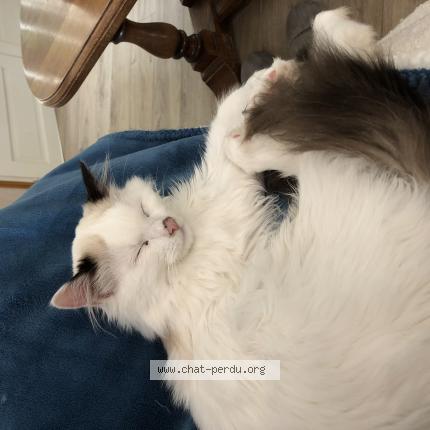 Foto 1/1 Violette Chat perdido en Saint etienne de tulmont