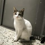 Foto de gato encontrado en Marseille
