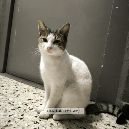 Foto 1/1 Gato encontrado Encontrado en Marseille