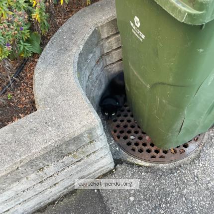 Foto 1/1 Gato encontrado Encontrado en Sion