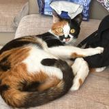 Foto del gato perdido en Bezier