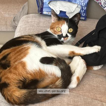 Foto 1/1 chipie Chat perdido en Bezier