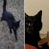 Foto de gato encontrado en Nanteuil Les Meaux