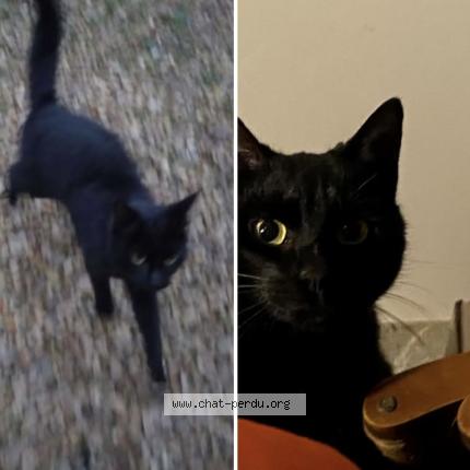 Foto 1/1 Gato encontrado Encontrado en Nanteuil les meaux