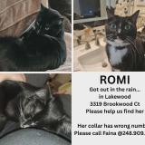 Foto del gato perdido en Phoenix