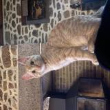 Foto del gato perdido en Subligny