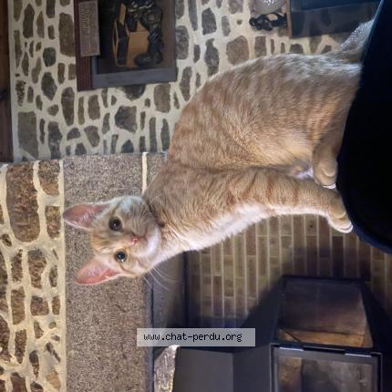 Foto 1/1 Ary Chat perdido en Subligny