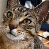 Foto del gato perdido en Angers