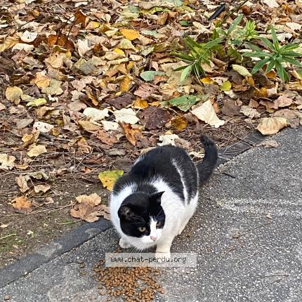 Foto 1/1 Gato encontrado Encontrado en Montpellier