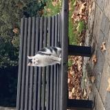 Foto de gato encontrado en Courbevoie