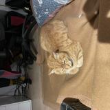 Foto del gato perdido en Gerde