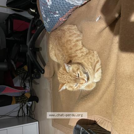 Foto 1/1 Philance Chat perdido en Gerde