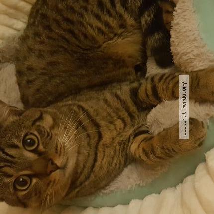 Foto 1/1 Sariaa Chat perdido en Chambly