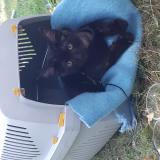 Foto del gato perdido en Bains Sur Oust