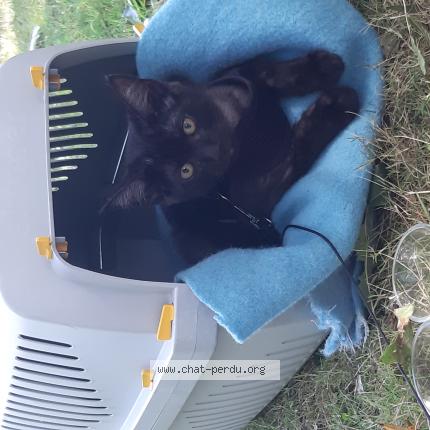 Foto 1/1 Fripouille Chat perdido en Bains sur oust