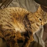 Foto del gato perdido en Quebec