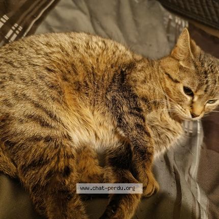 Foto 1/1 Mia Chat perdido en Quebec