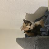 Foto de gato encontrado en Marseille