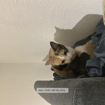 Foto 1/1 Gato encontrado Encontrado en Marseille