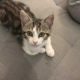 Foto del gato perdido en Janze