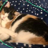 Foto del gato perdido en Ripemont