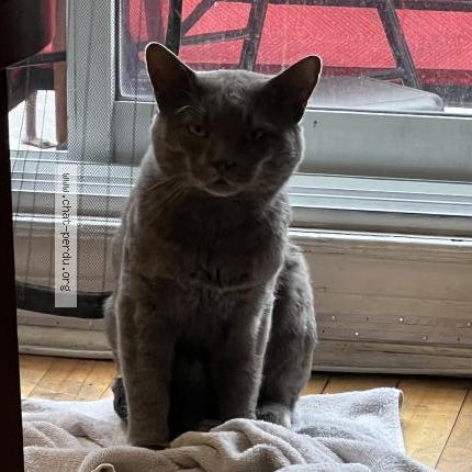 Foto 1/1 Coco Chat perdido en Montreal