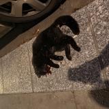 Foto de gato encontrado en Paris