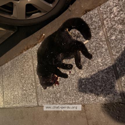 Foto 1/1 Gato encontrado Encontrado en Paris