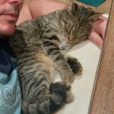 Foto del gato perdido en Querqueville