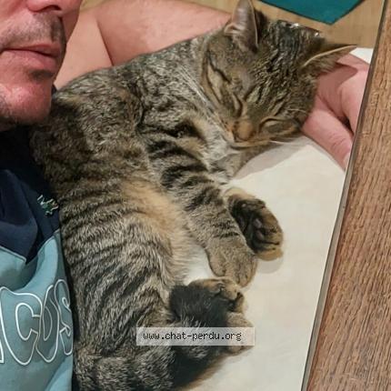 Foto 1/1 Gringo Chat perdido en Querqueville