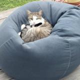 Foto del gato perdido en Pitres