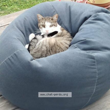 Foto 1/1 SAKURA Chat perdido en Pitres