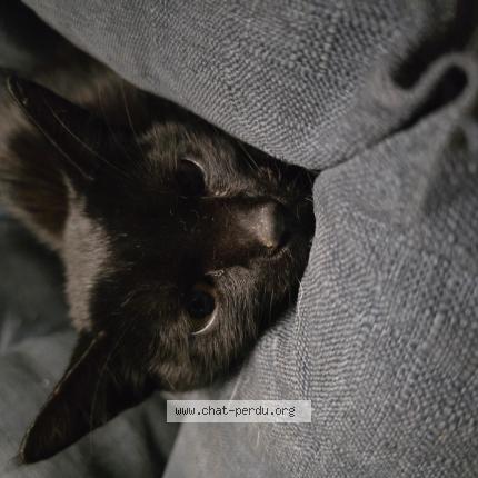 Foto 1/1 Gato encontrado Encontrado en Contay