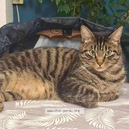 Foto 1/1 Hercule Chat perdido en Saint seurin sur l isle