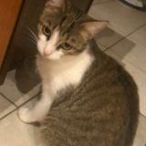 Foto del gato perdido en Angers