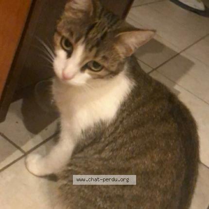 Foto 1/1 Salem Chat perdido en Angers