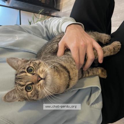 Foto 1/1 Gato encontrado Encontrado en Montargis