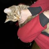 Foto de gato encontrado en Besancon