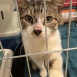 Foto de gato encontrado en Tosse