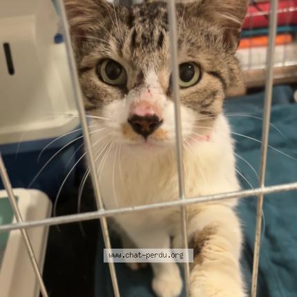 Foto 2/2 Gato encontrado Encontrado en Tosse