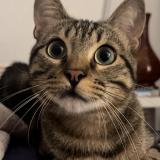 Foto del gato perdido en Montpellier