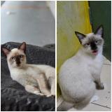 Foto del gato perdido en Singapore