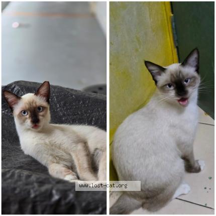 Foto 1/1 Ola Chat perdido en Singapore