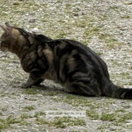 Foto 1/1 Nori Chat perdido en Chilleurs aux bois