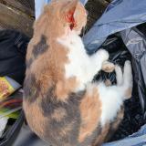 Foto de gato encontrado en Brou