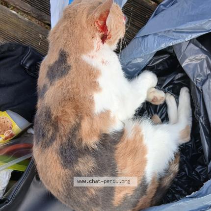 Foto 1/1 Gato encontrado Encontrado en Brou