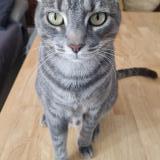 Foto del gato perdido en Monfort Sur Argens