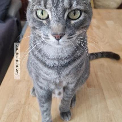 Foto 1/1 Shakti Chat perdido en Monfort sur argens