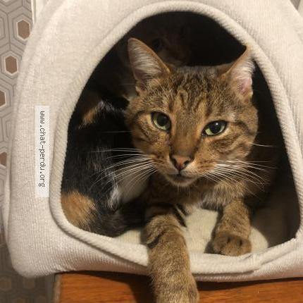 Foto 1/1 Mendes Chat perdido en Rosporden